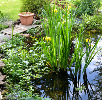 Fish and Garden Ponds in Burnham on Sea, Weston Super Mare and Bridgwater